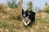 BORDER COLLIE 446